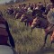 The Best Total War Mods